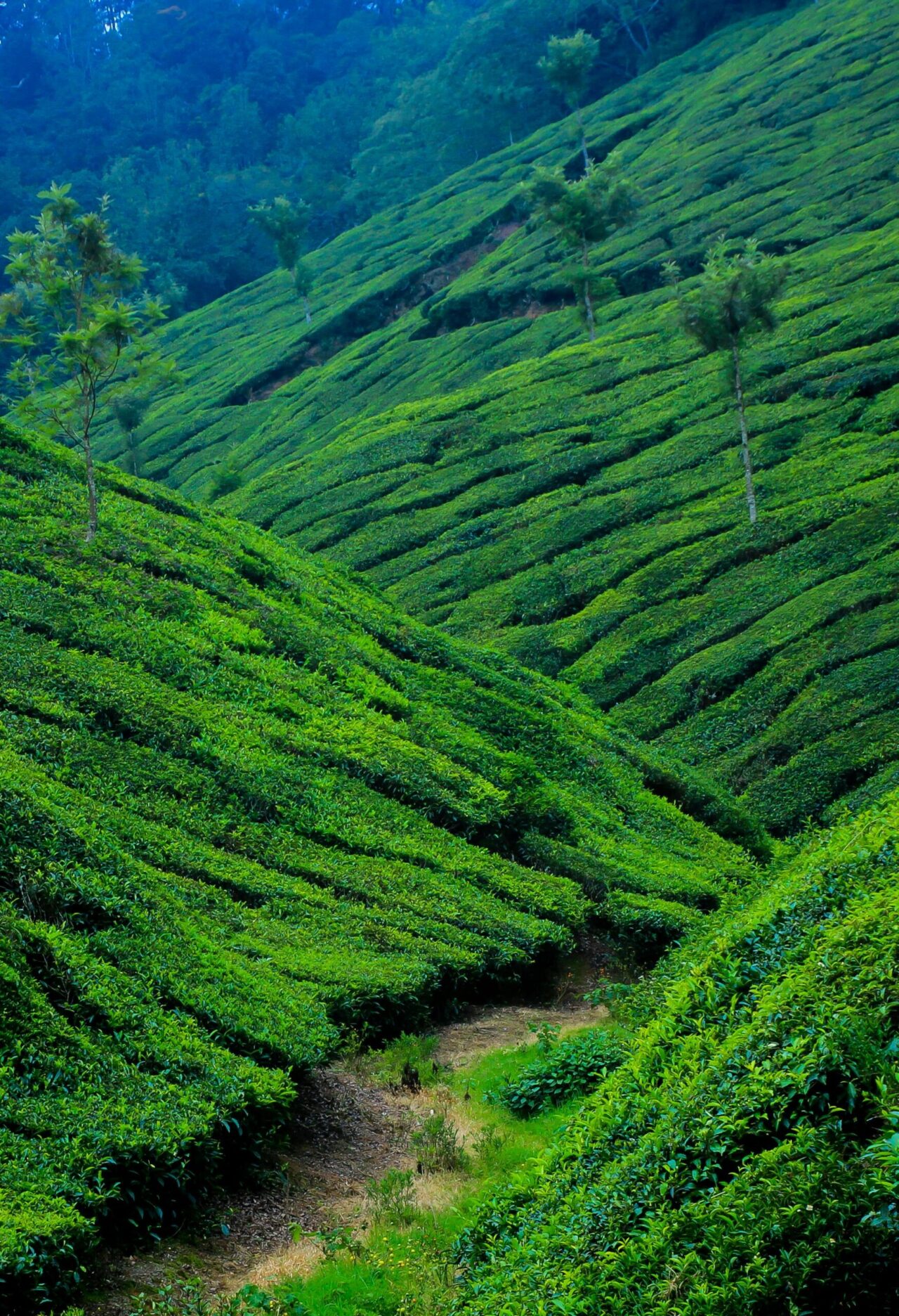 Karela